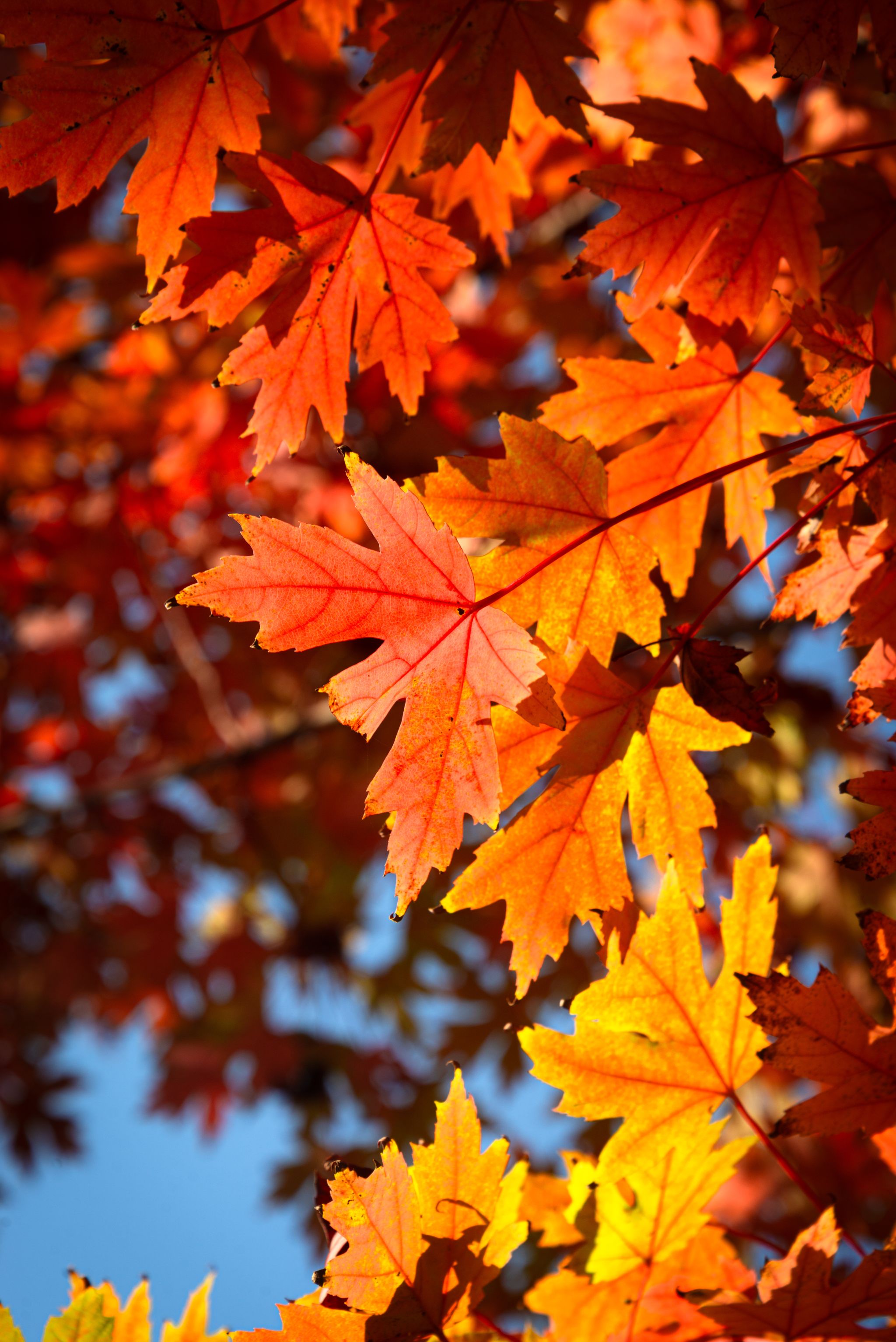 何锦宇.jpg undefined