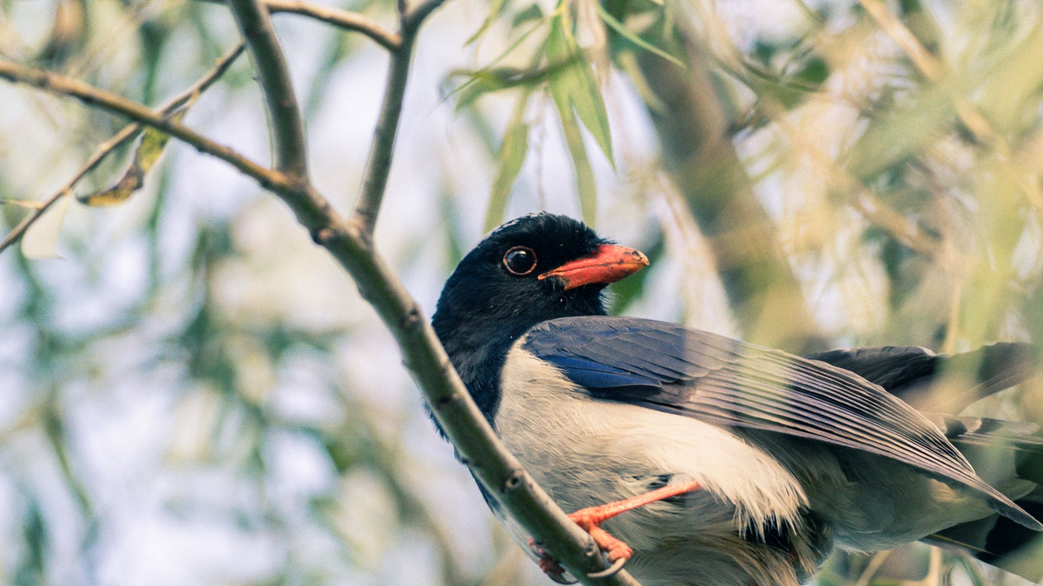 王朝翼 (4).jpg undefined