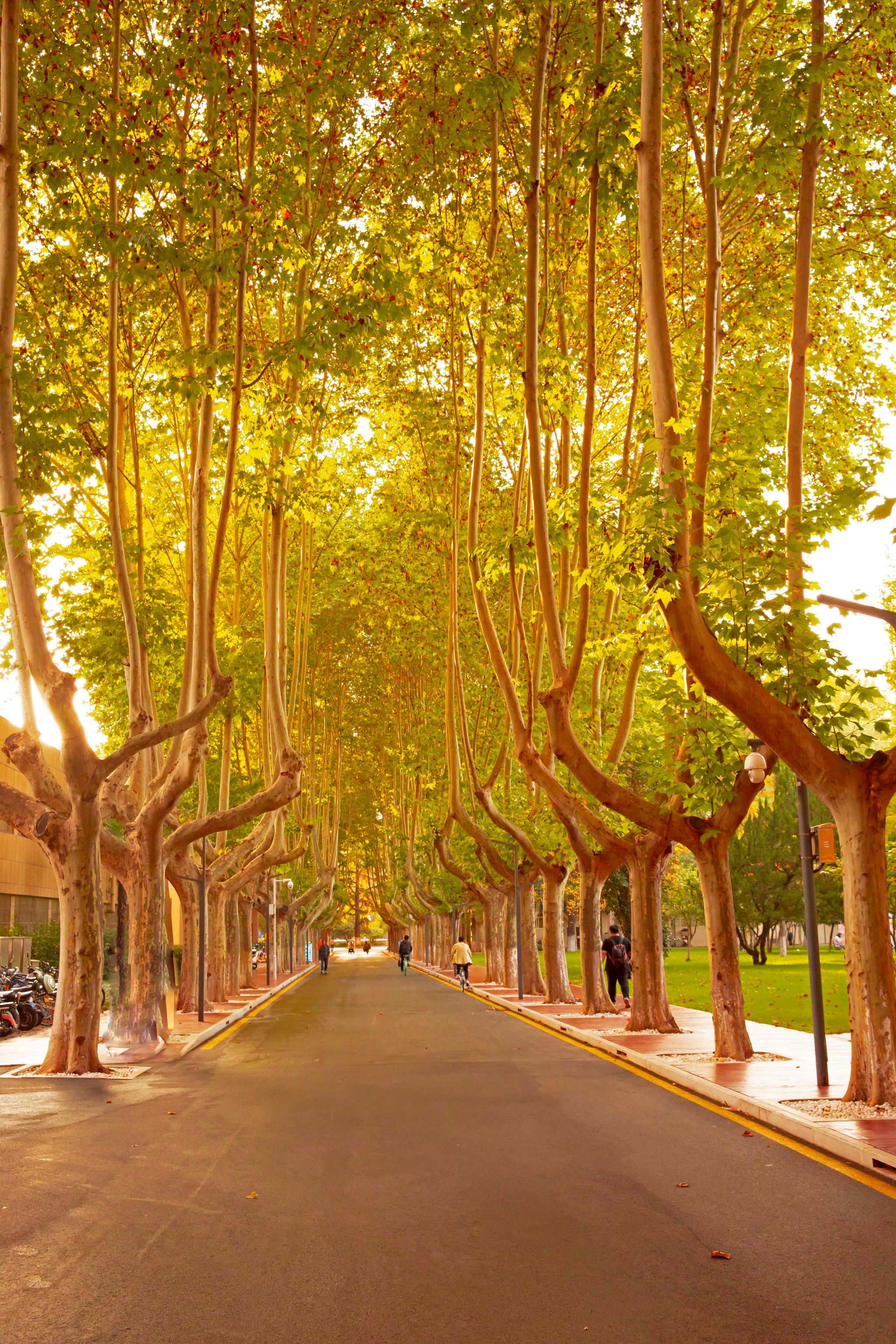 张世佳 (1).jpg undefined